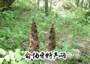 马边竹笋