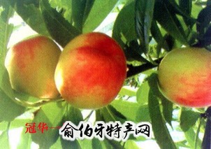 肃宁县无公害水果