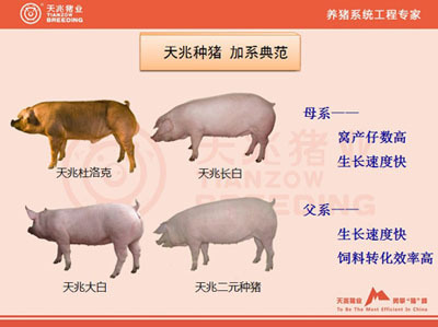 国内八种优良猪种简介