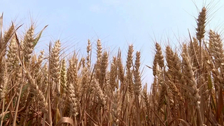 海安市小麦统计单产继续名列全省*