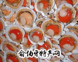栉孔扇贝