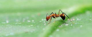蚂蚁的天敌有哪些动物？