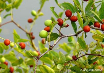 枣树开花时间是几月份，枣花开放有哪些特点