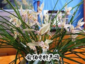 鹤庆兰花