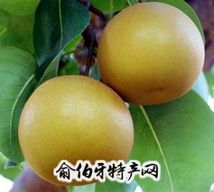 金棠黄花梨