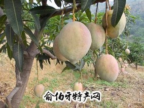 盐边金河芒果