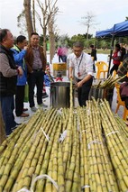 榄核果蔗