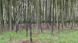 黄湖白壳哺鸡笋