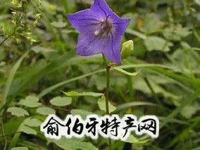 四叶菜