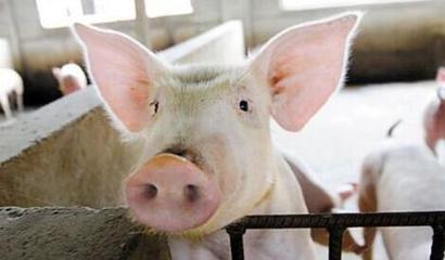 猪价旺季不旺原因是什么？