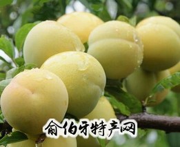 芳畈玉皇李