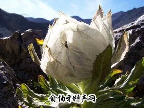 九寨沟雪莲花