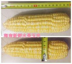 今年湿玉米棒多少钱一吨？