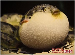 海安河豚