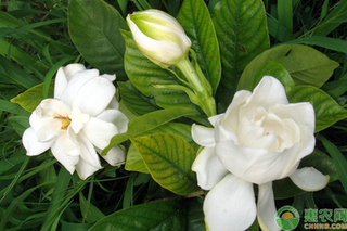 小叶栀子花和大叶栀子花有什么区别？