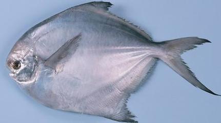 海水鱼有哪些种类？