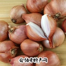 小毛葱