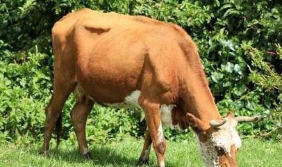母牛妊娠期为多少天 母牛妊娠检查方法有哪些
