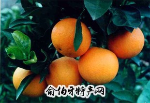 黔阳冰糖橙