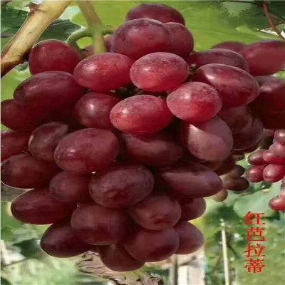 金田蜜葡萄价格多少钱一斤？