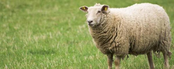 绵羊为什么要讨厌剪毛？绵羊和山羊有什么区别？