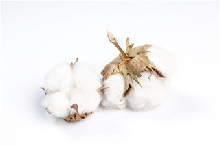 今年棉花价格多少钱一斤？