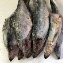 青鱼与沙丁鱼区别在哪？