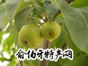 个旧鲁沙梨