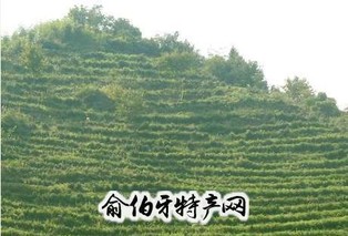 镇安象园茶