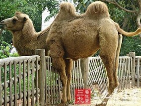 骆驼毛的功效与作用