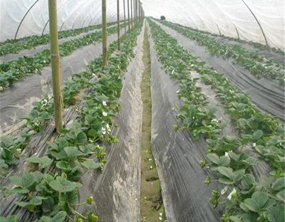 塑料大棚草莓促成栽培在显蕾期覆盖地膜 这个时期植株韧性*