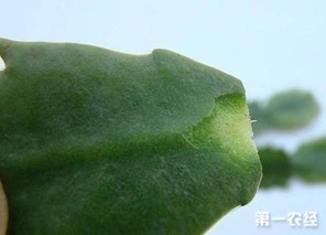 无刺枸骨嫁接用什么砧木？无刺枸骨树的嫁接技术