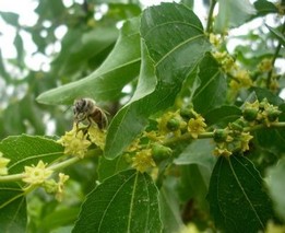 庆云枣花蜜