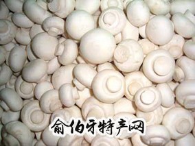 新洲双孢菇
