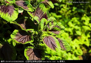 菜用玉米种植新技术