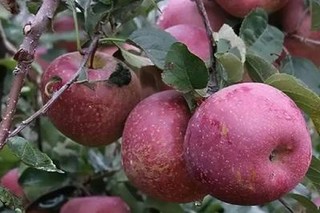 你知道你种的苹果的原产地是哪里吗？