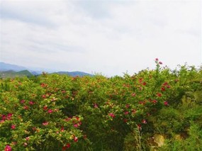 刺梨适合什么地方种植