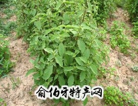 天全川牛膝