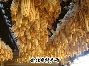 玉米制种