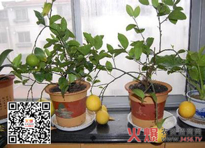 柠檬盆栽怎么养才能硕果累累(柠檬盆栽的养殖方法和注意事项盆)