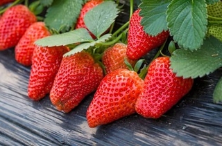 2022草莓价格多少钱一斤？