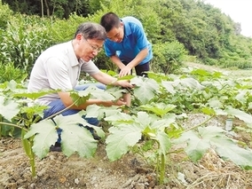 黄秋葵叶