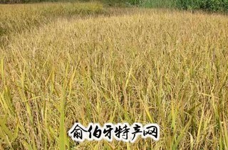 上思香糯