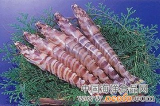 日本对虾的几种收捕法