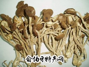 龙川茶树菇