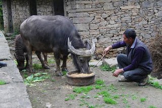 恩施山地水牛