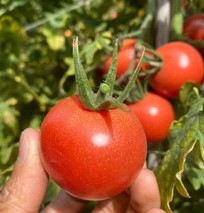 小番茄新品种有哪些？