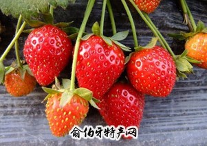 白兔草莓