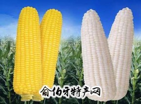 大庆特种玉米