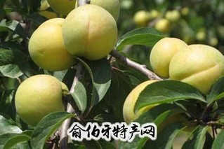 运城席张白水密杏